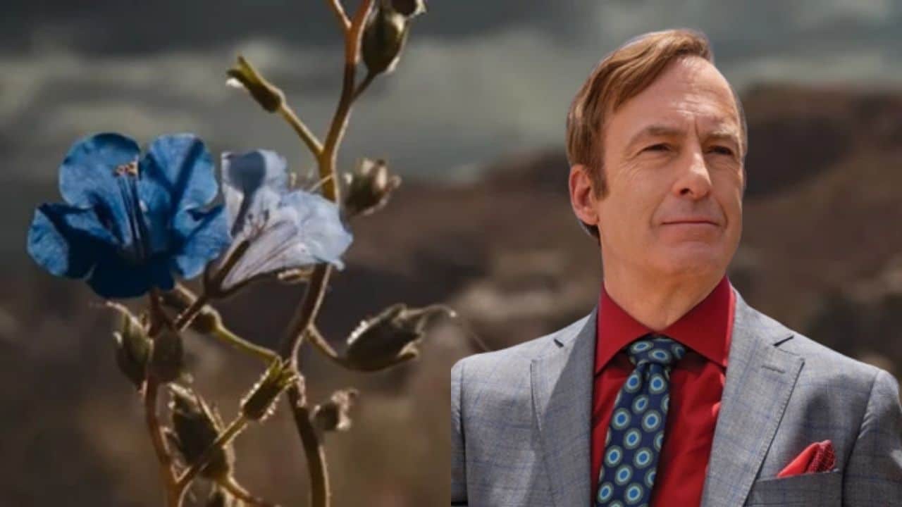 Blue Flower In Better Call Saul Season 6 Meaning And Ending Explained