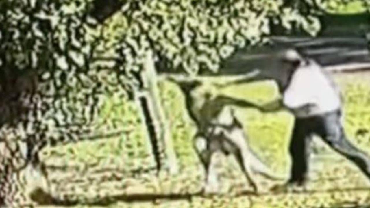 Watch Boxer Kangaroo And Victorian Ex-MMA Trainer Cliff Des Fight Video Viral