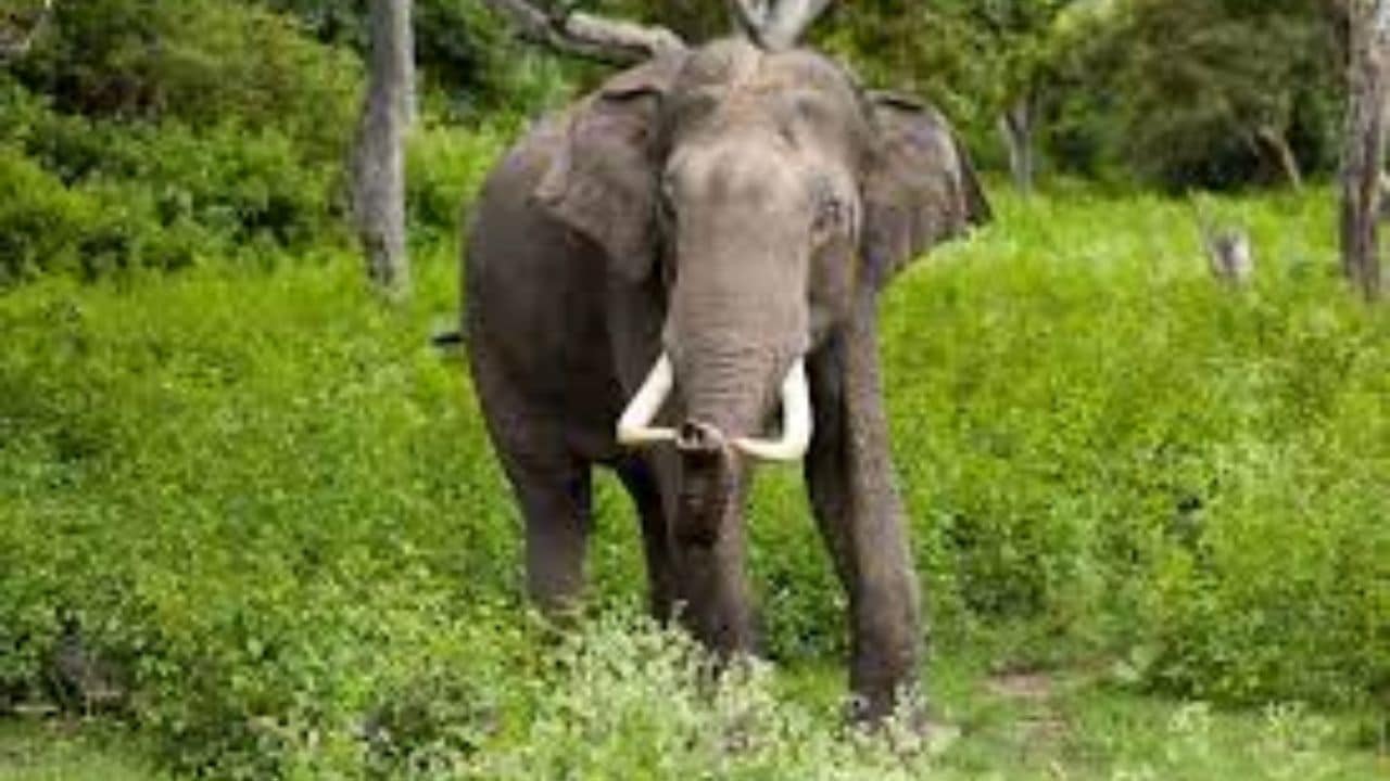 Who is Parbati Baruah first female elephant mahout from Assam, biography, age, family, husband and hometown birth place