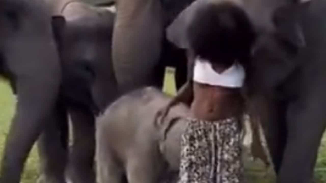 Watch Baby Elephant Flatten Model Megan Milan And Removes Her Skirt In Chiang Mai Thailand, Video Goes Viral