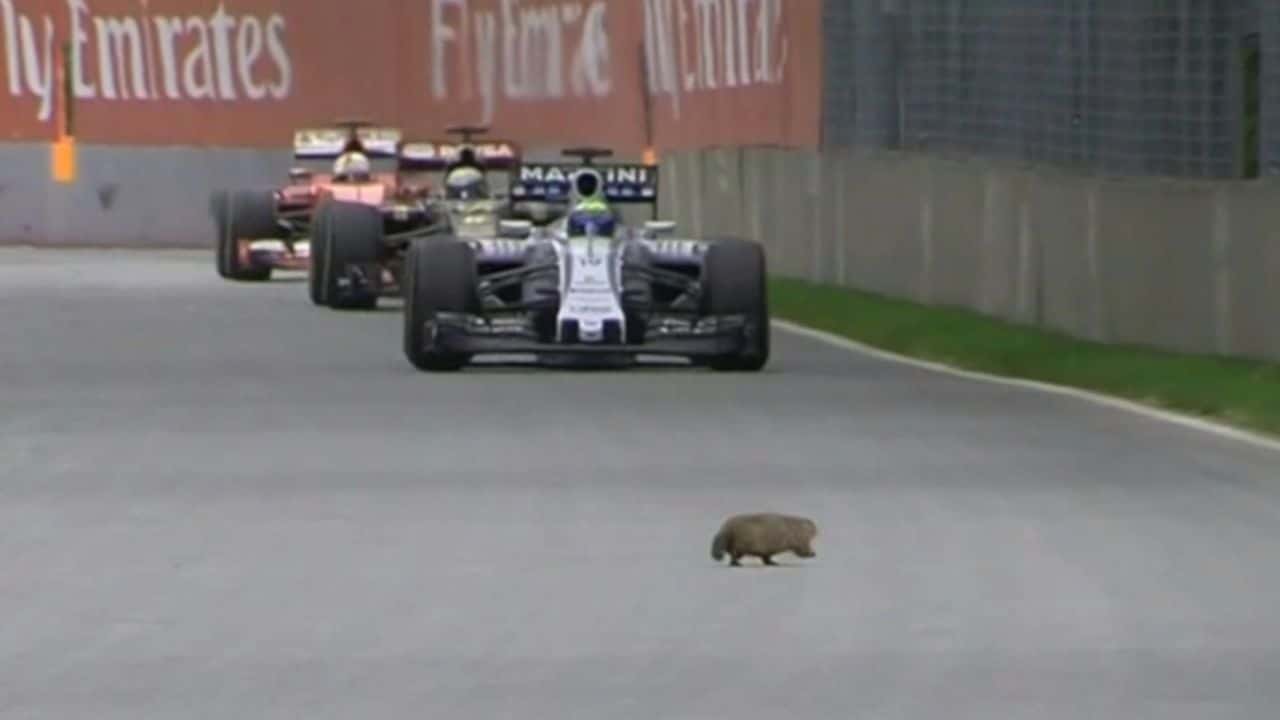 Explained F1 Canadian GP Groundhog Day Problem, History And Drivers Who Have Hit Them