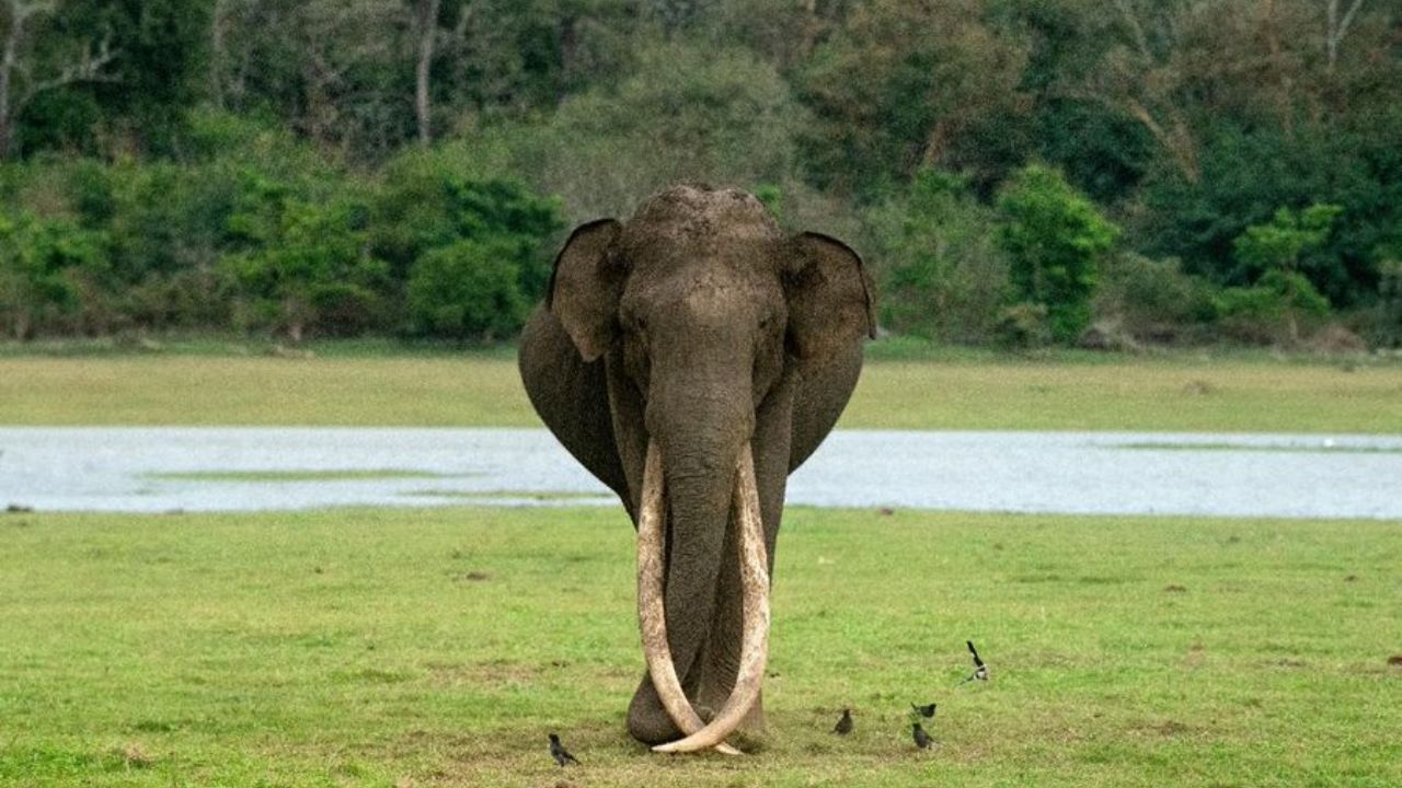 Mr Kabini “Bhogeshwar” Elephant Died Death Reason, Date, Place, Details, Age, Photos, News