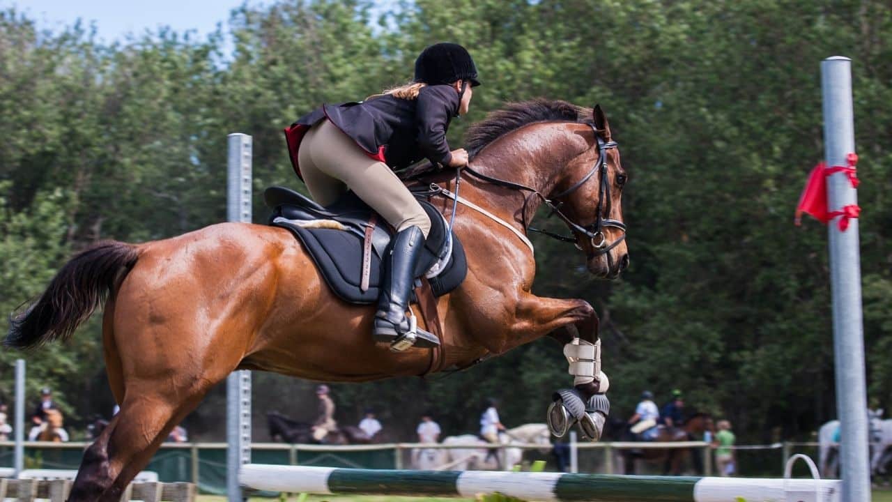 2022 Darley July Cup 2022 Schedule, Date, Time, Entry List, Runner, Riders, Betting Odds, Stakes, Prize Money