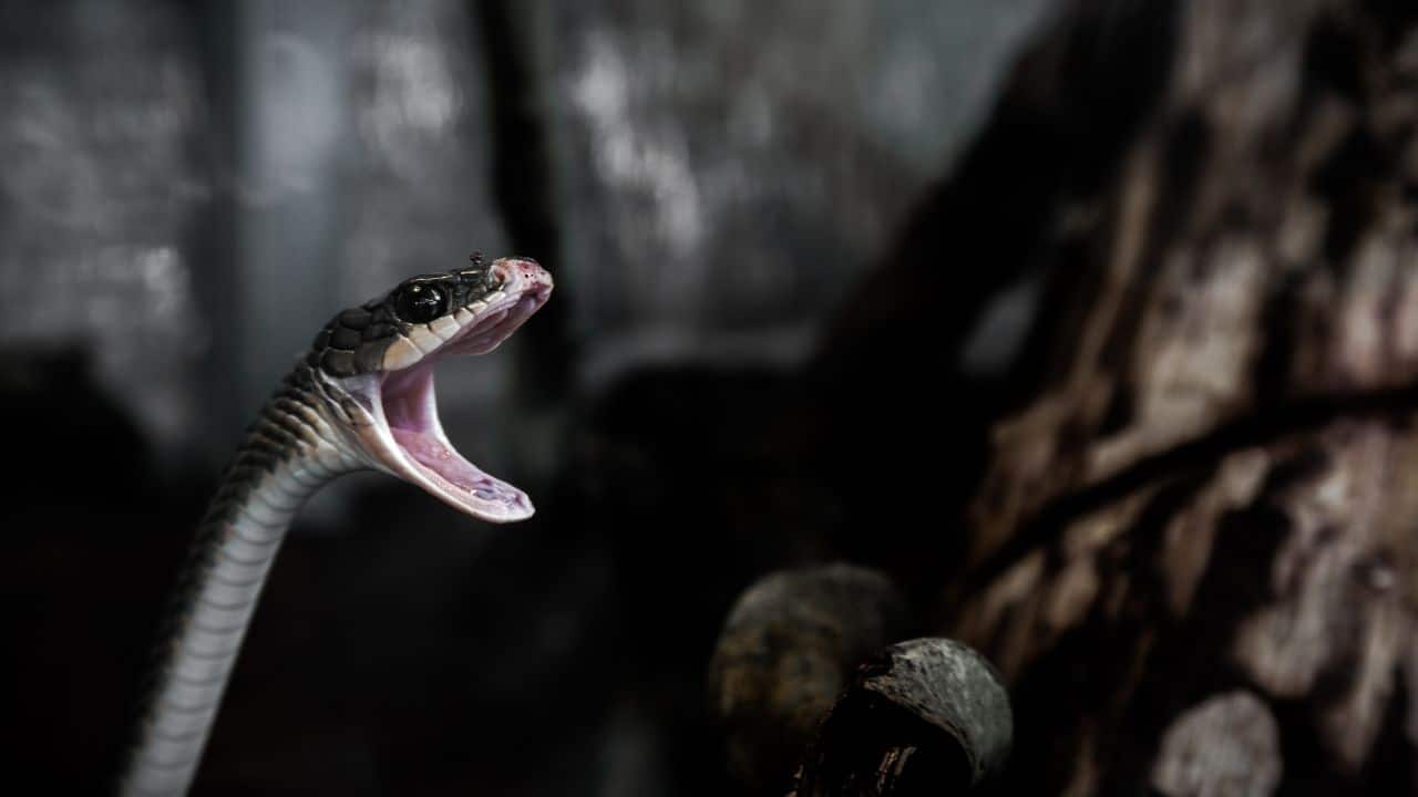 Is the video of the huge snake in South America real or fake it goes viral on TikTok