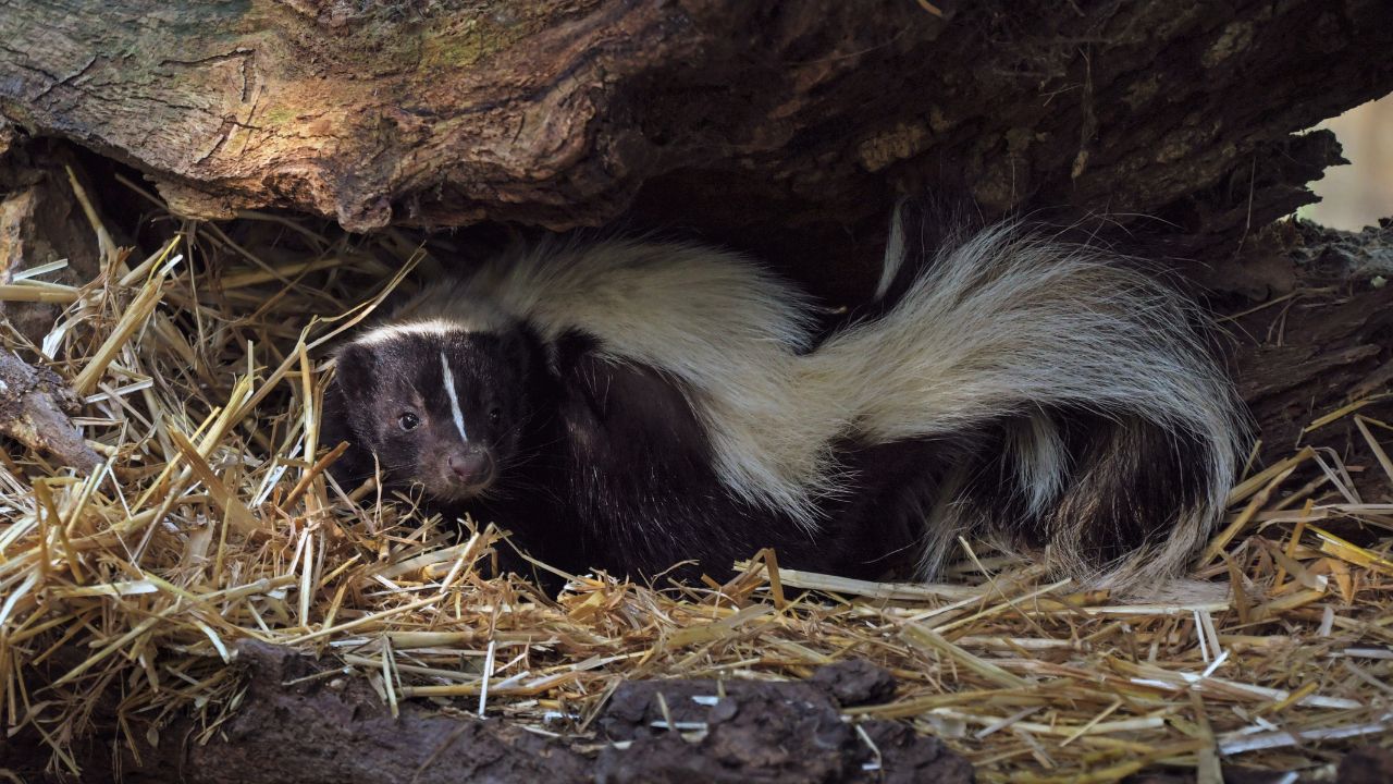 Watch Skunk Turns Up In The FirstEnergy Stadium Stands During Buccaneers vs Browns Game, Video Goes Viral