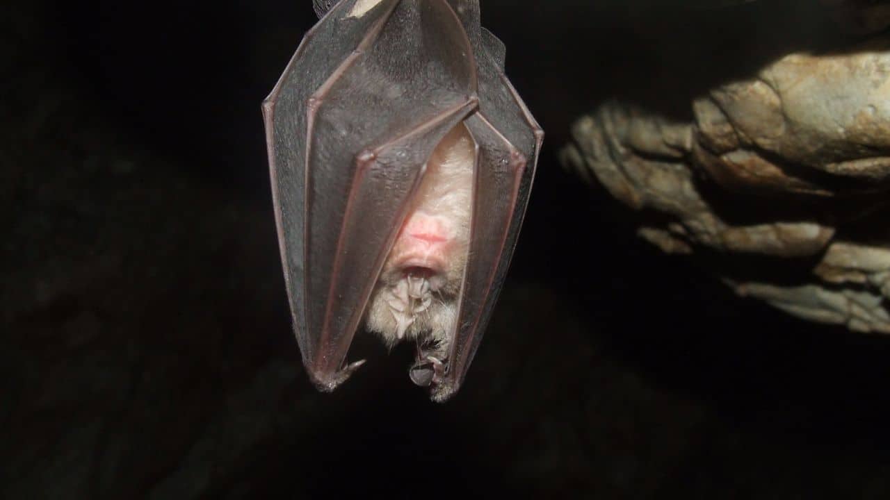 Who Is Phonchanok Srisunaklua Thai YouTuber Sent To 5 Years Jail After Video Eating Bat Goes Viral