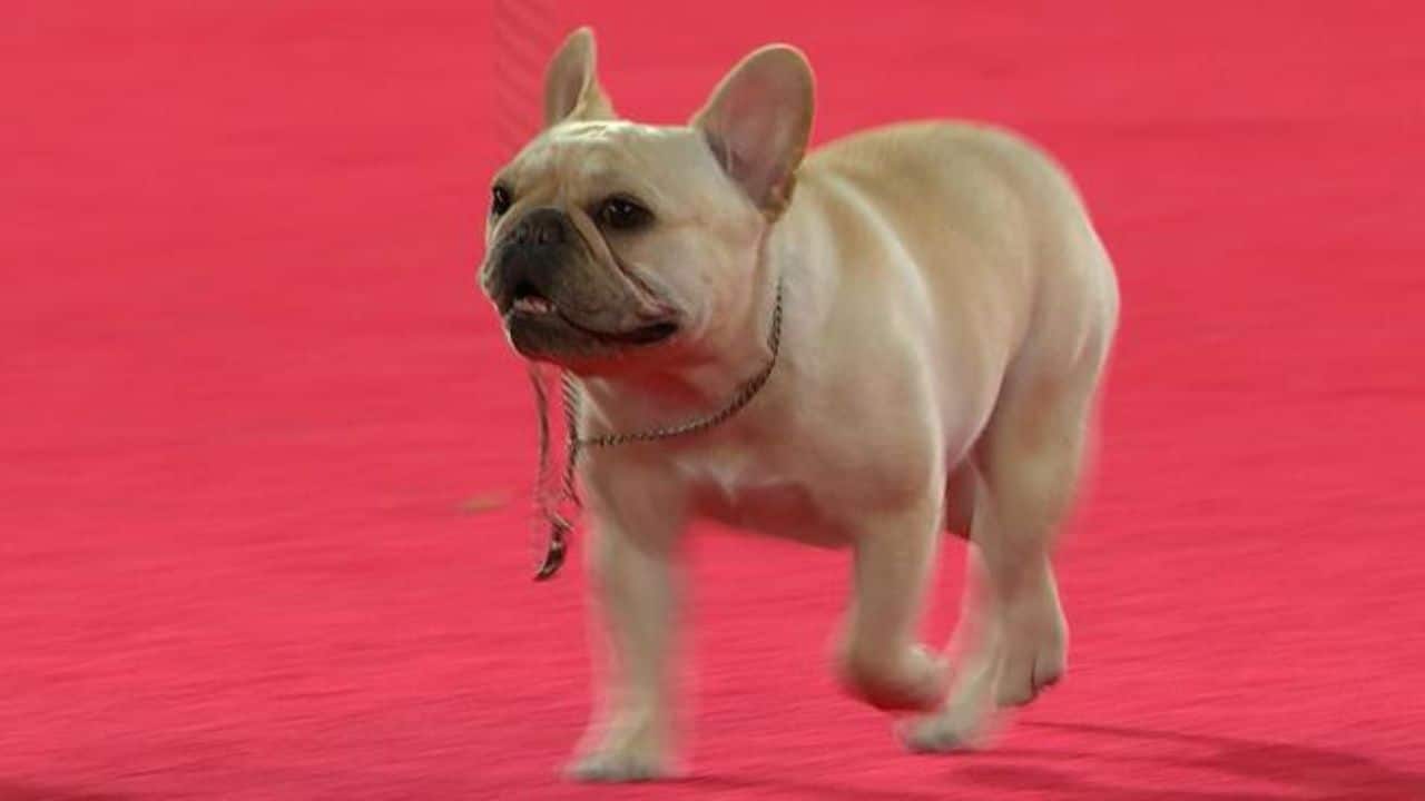 Who Is Winston The French Bulldog Winner Of National Dog Show 2022, His
