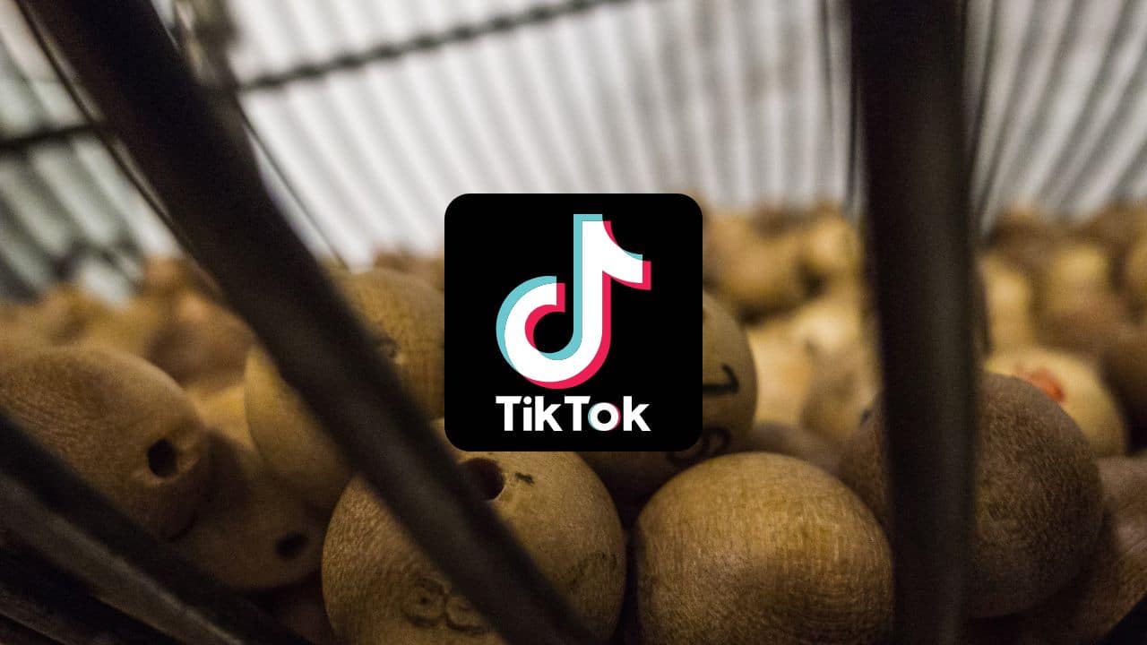 Where to find bingo card template 2022 and how to do the viral TikTok trend