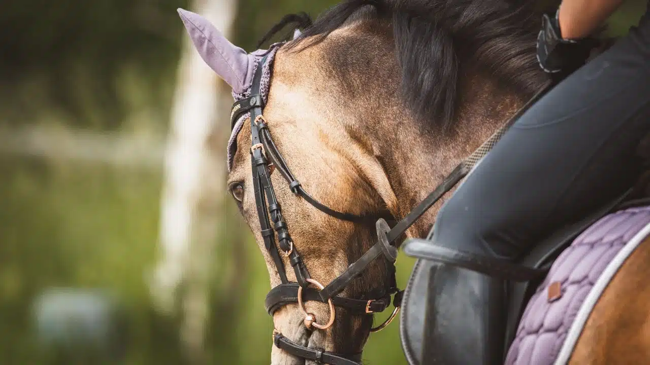 Who is Brian Hayes, boyfriend of jockey Rachael Blackmore, bio, age, girlfriend and net worth