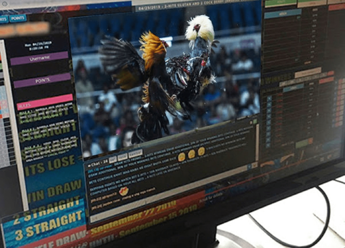 Know the benefits of Online Cockfighting